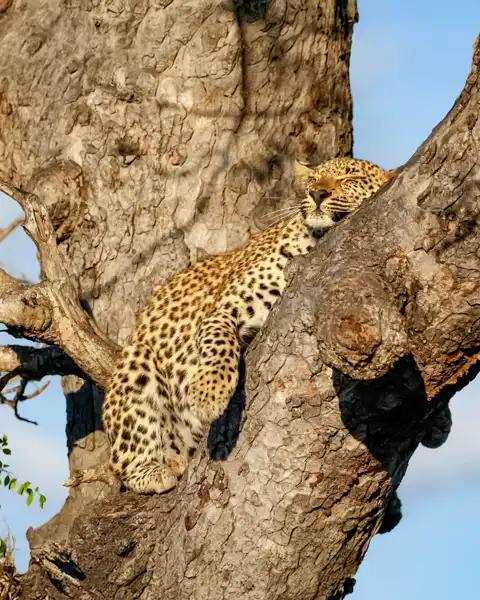 © Elephant Plains Game Lodge