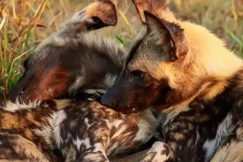 African Wild Dogs | Muize Safari