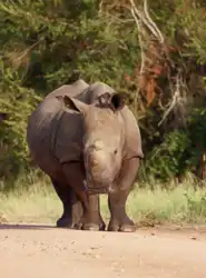 White Rhino | Muize Safari