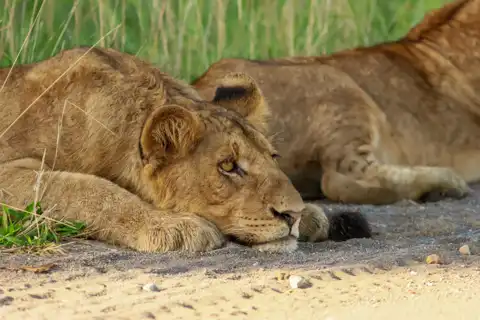 Lioness | Muize Safari