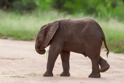 Elephant Calf | Muize Safari