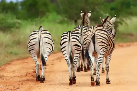 Zebras | Muize Safari