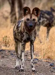 African Wild Dog | Muize Safari