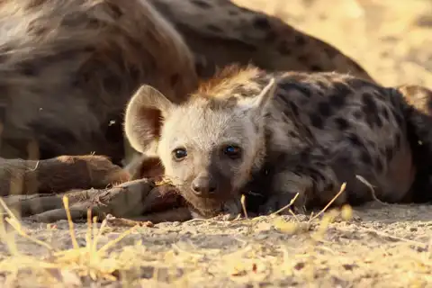 Hyena Cub | Muize Safari