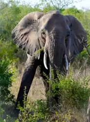 African Elephant | Muize Safari