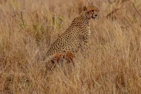 Cheetah with Cubs | Muize Safari