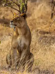 Lioness | Muize Safari
