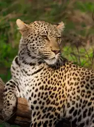 Leopard | Muize Safari