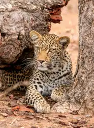 Leopard | Muize Safari