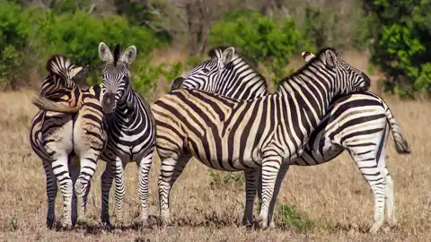 © Pungwe Safari Camp